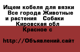 Ищем кобеля для вязки - Все города Животные и растения » Собаки   . Кировская обл.,Красное с.